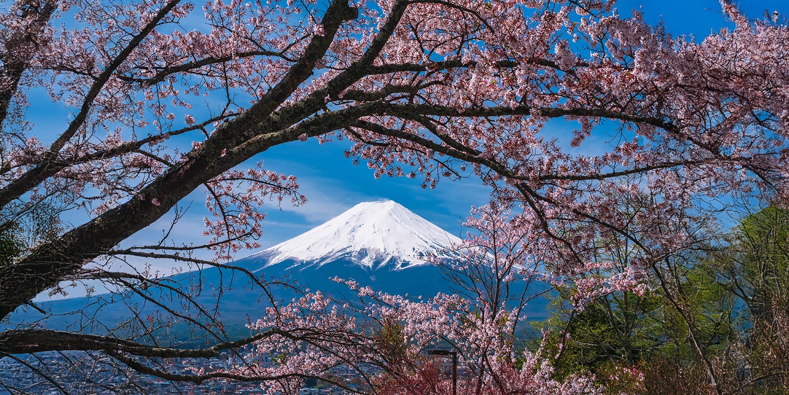 Sakura In Japan: A Complete History Of Cherry Blossoms