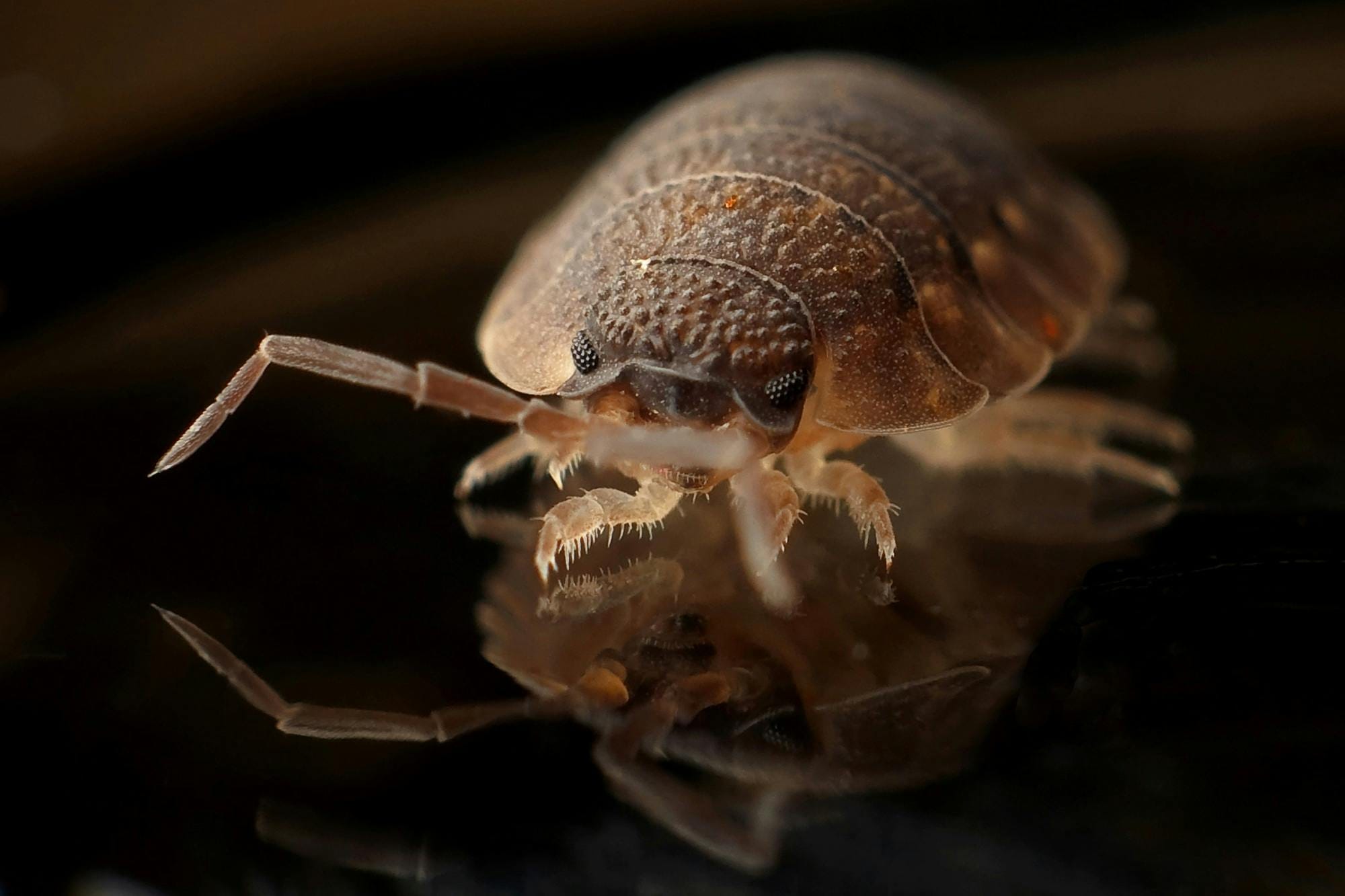 Here&rsquo;s how to survive the bed bugs in Paris if you&rsquo;re going