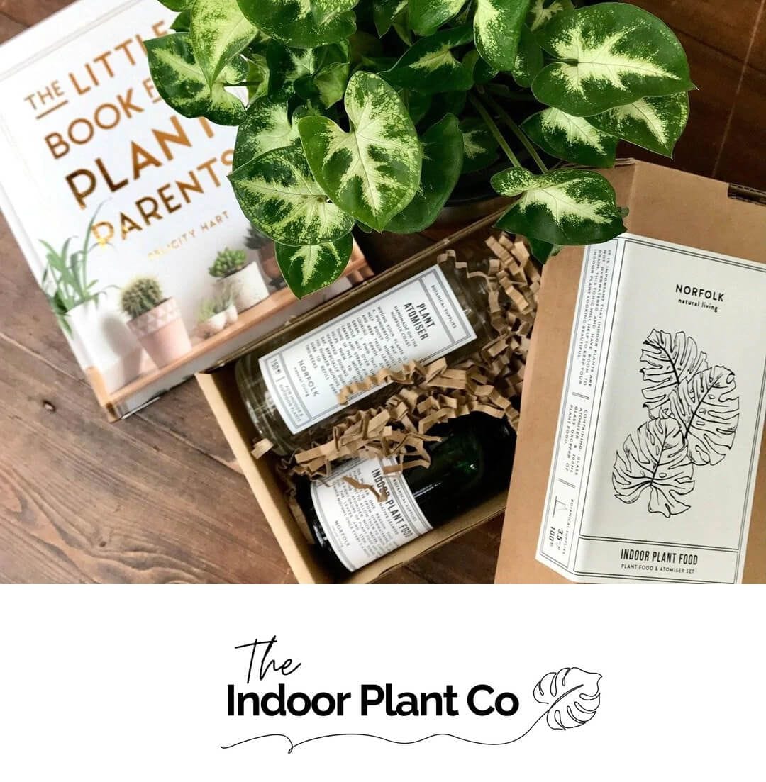 Buy Indoor Plants Gifts and Hampers Same Day Delivery Melbourne