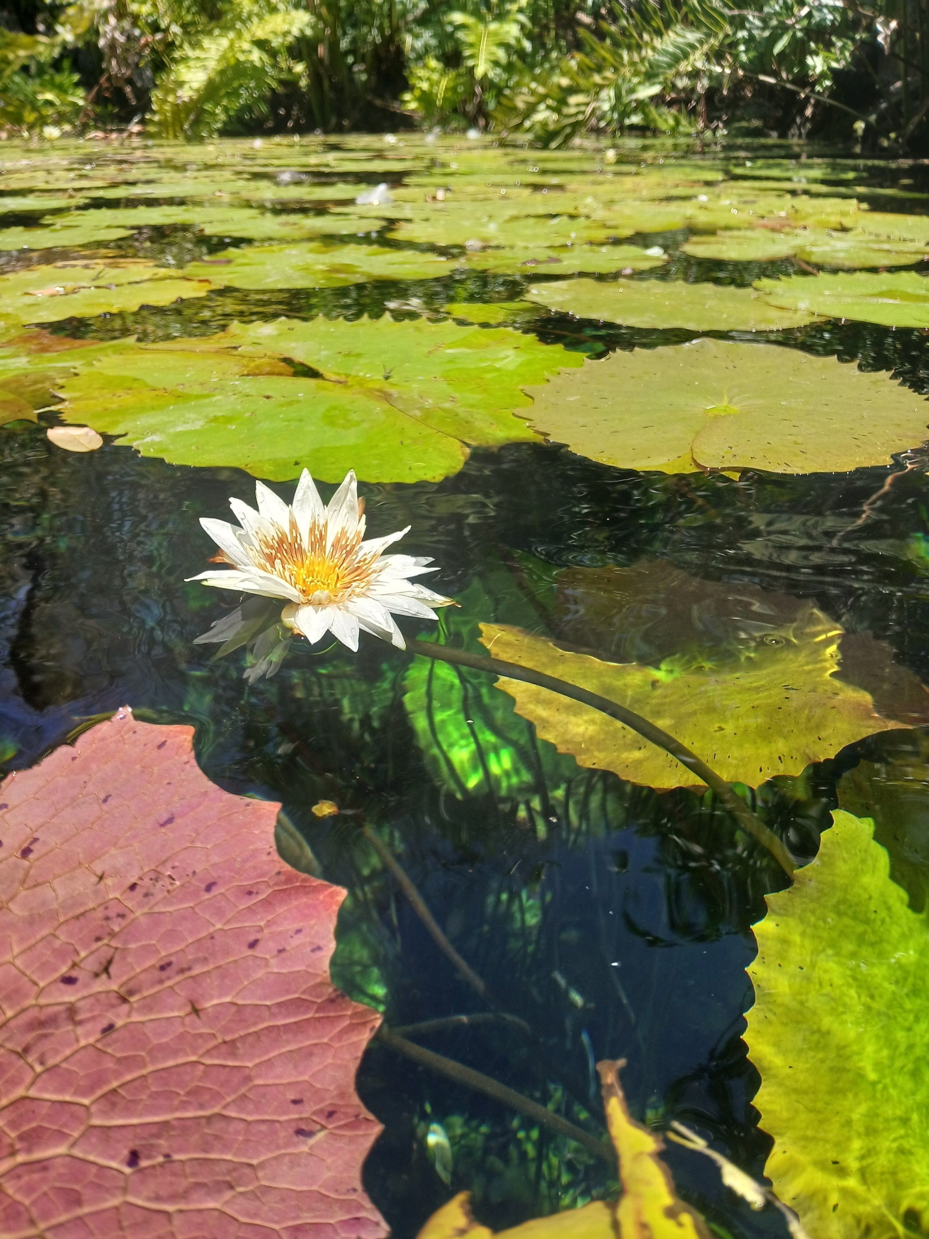 Seerose im Wasser